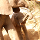 Illustration for article titled Out of Africa. Elephants